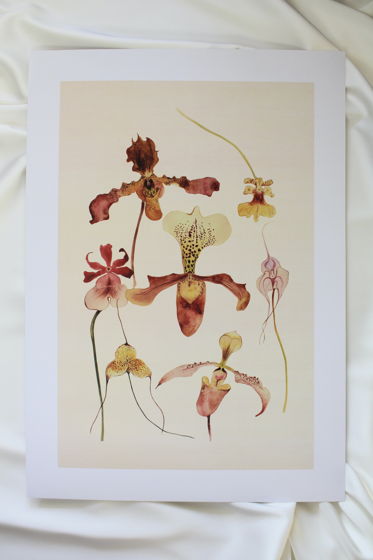 Плакат "Орхидеи (2), А3