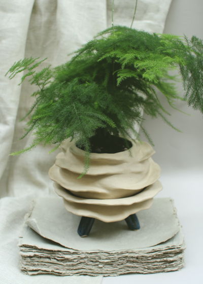 Комнатные растения: Аспарагус Сетацеус в керамическом горшке