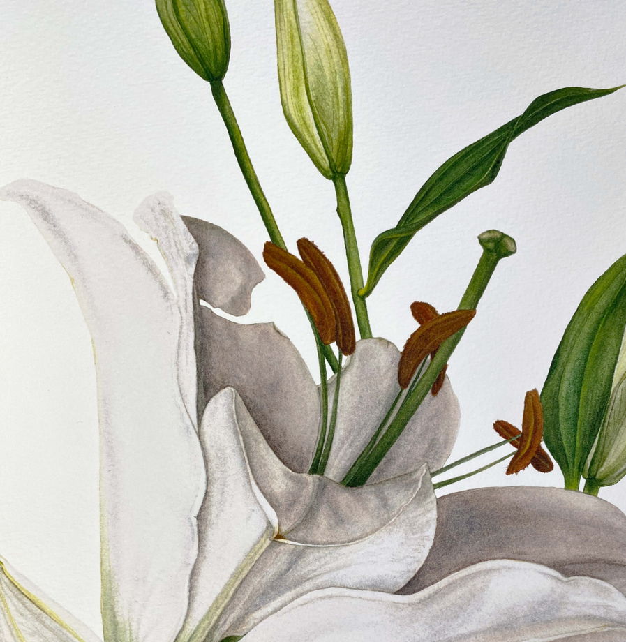 Ботаническая иллюстрация · Белая лилия · жикле · 31х41