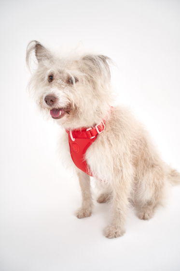 Воздушная шлейка для собак средних пород в цвете "Настоящий красный", размер М