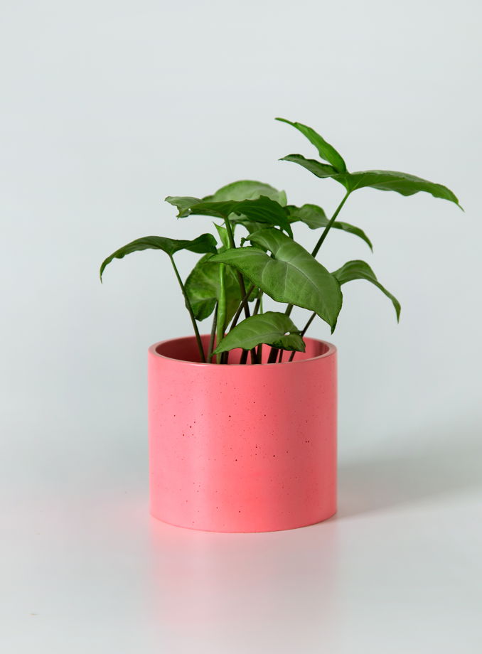 Кашпо бетонное для декоративно-лиственных растений