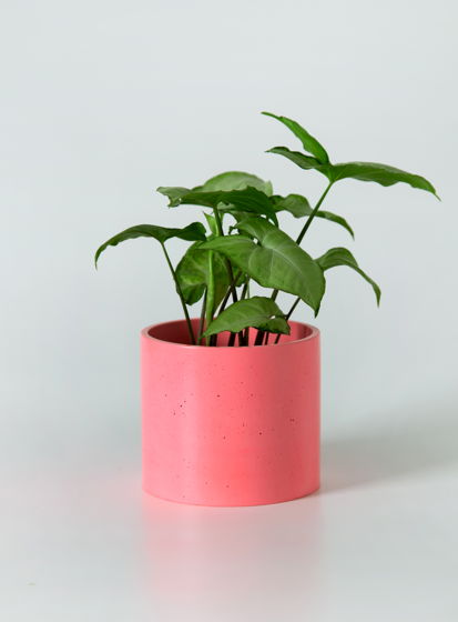 Кашпо бетонное для декоративно-лиственных растений