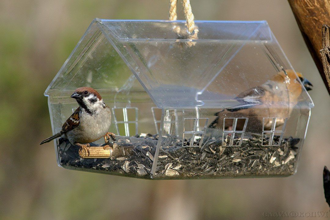 Прозрачная кормушка домик для птиц "Княжий"