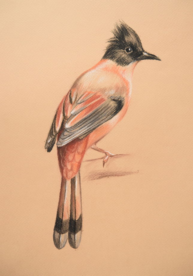 Рисунок пастелью "Птица" птица на теплом фоне в интерьер