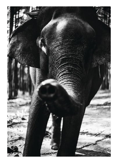 Открытка интерьерный постер "Слон"