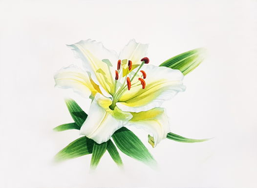 Картина Белая лилия (38 х 28 см). Акварель