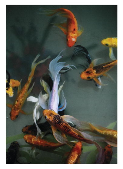 Открытка интерьерный постер "Рыбки"