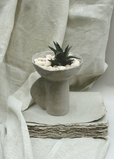 Комнатные растения: Суккулент в керамическом кашпо