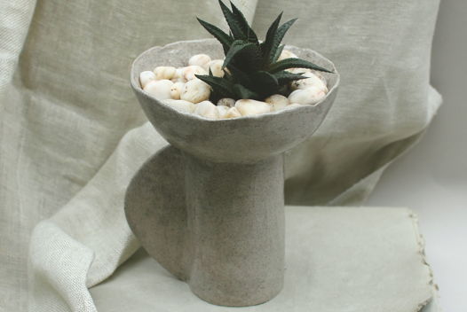 Комнатные растения: Суккулент в керамическом кашпо