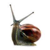Realistic snail