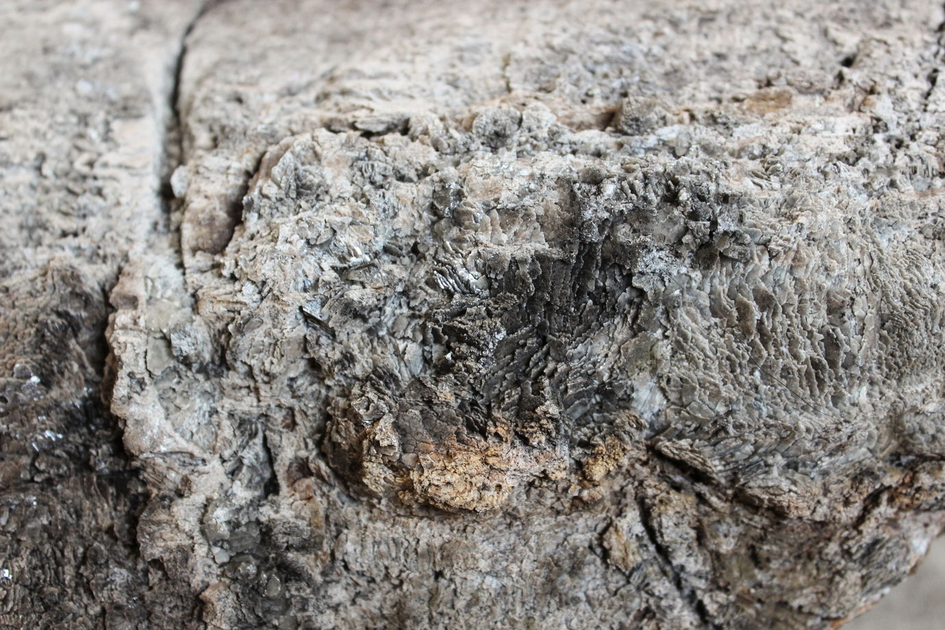 Интерьерный камень окаменелое дерево "Дерево Ноя"