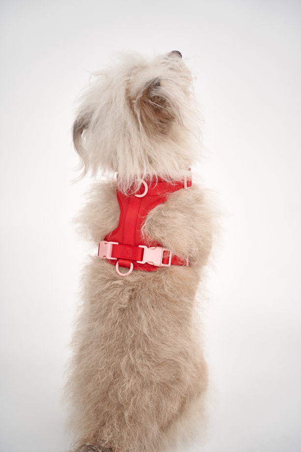 Воздушная шлейка для собак средних пород в цвете "Настоящий красный", размер М