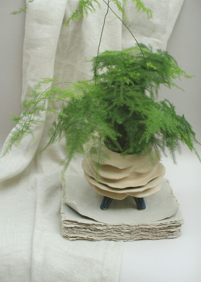 Комнатные растения: Аспарагус Сетацеус в керамическом горшке