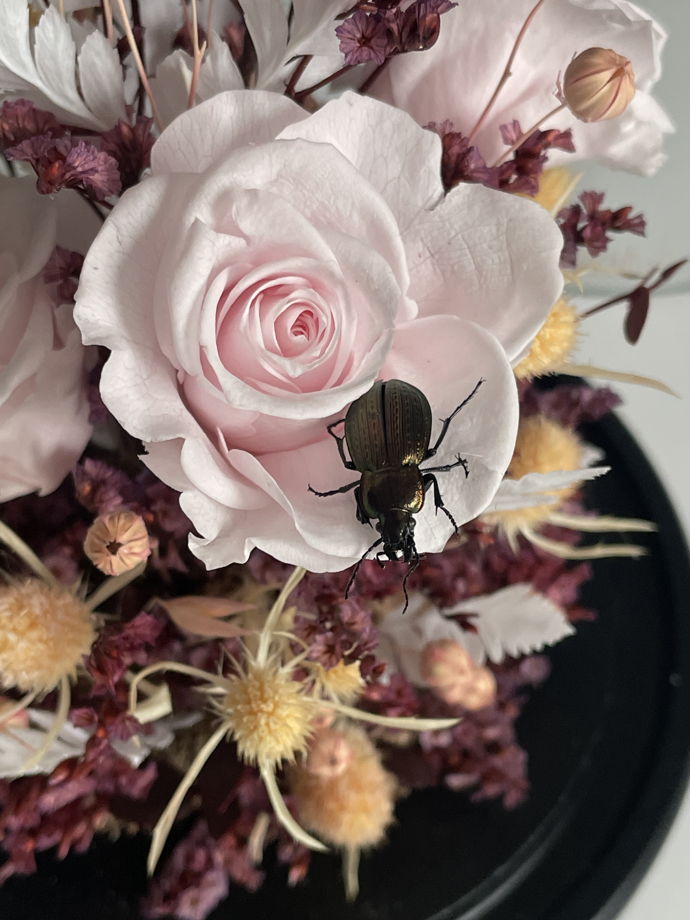 клош Жук в маленьком саду