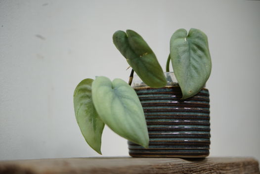 рельефное кашпо ocean ручной работы