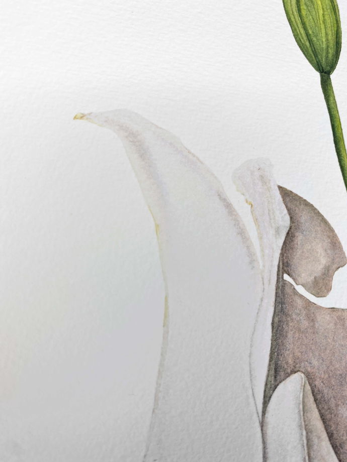 Ботаническая иллюстрация · Белая лилия · жикле · 31х41
