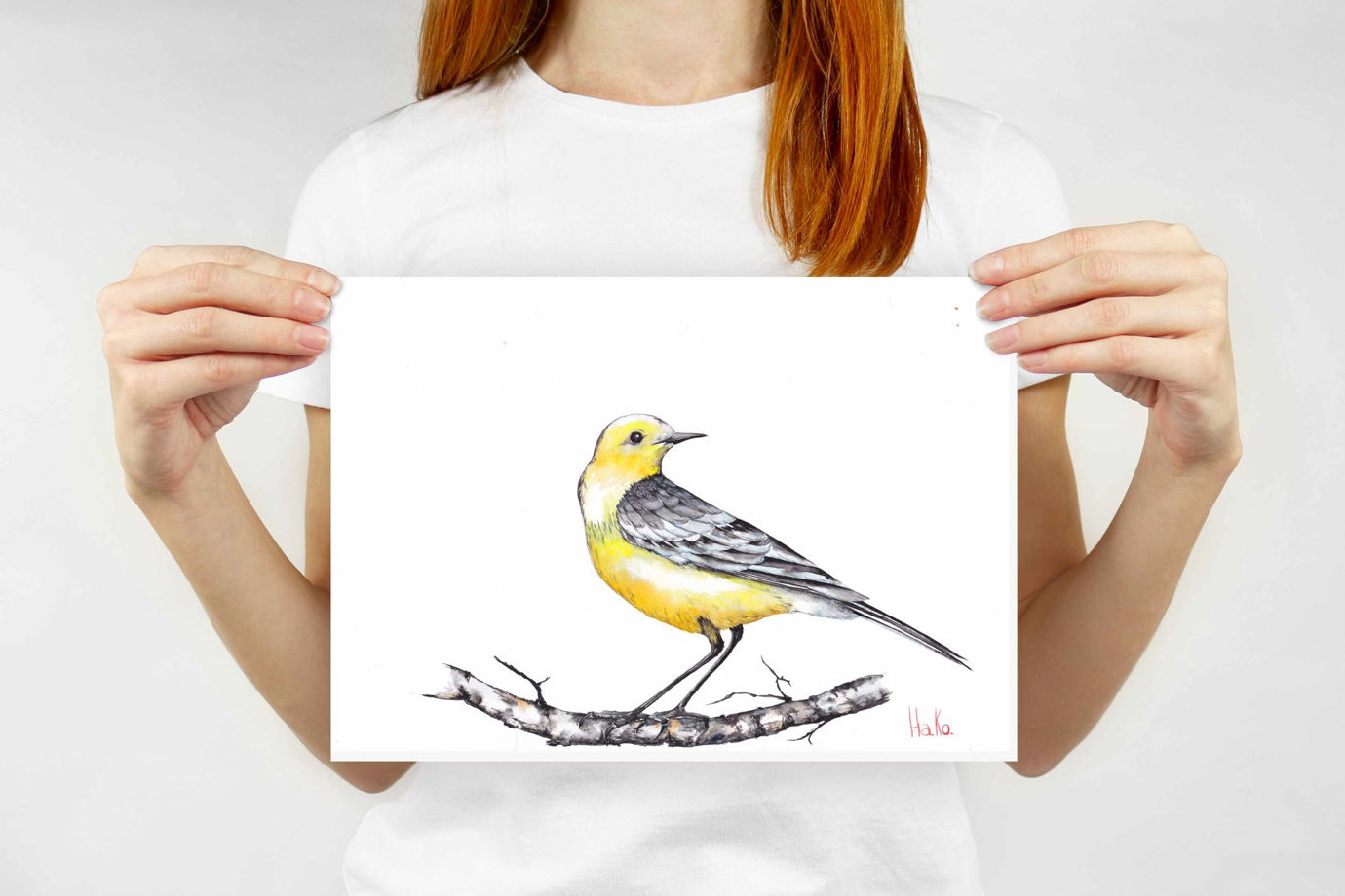 Лесная птичка желтоголовая трясогузка на березовой ветке. Акварельная иллюстрация. Формат А4.