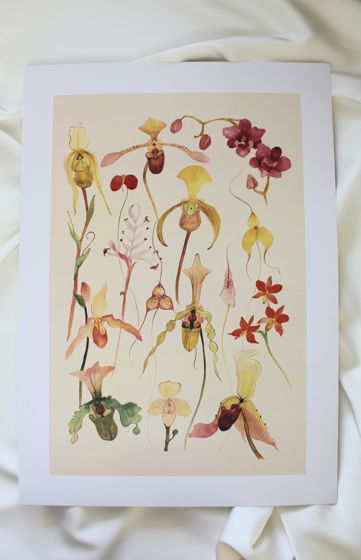 Плакат "Орхидеи (3), А3
