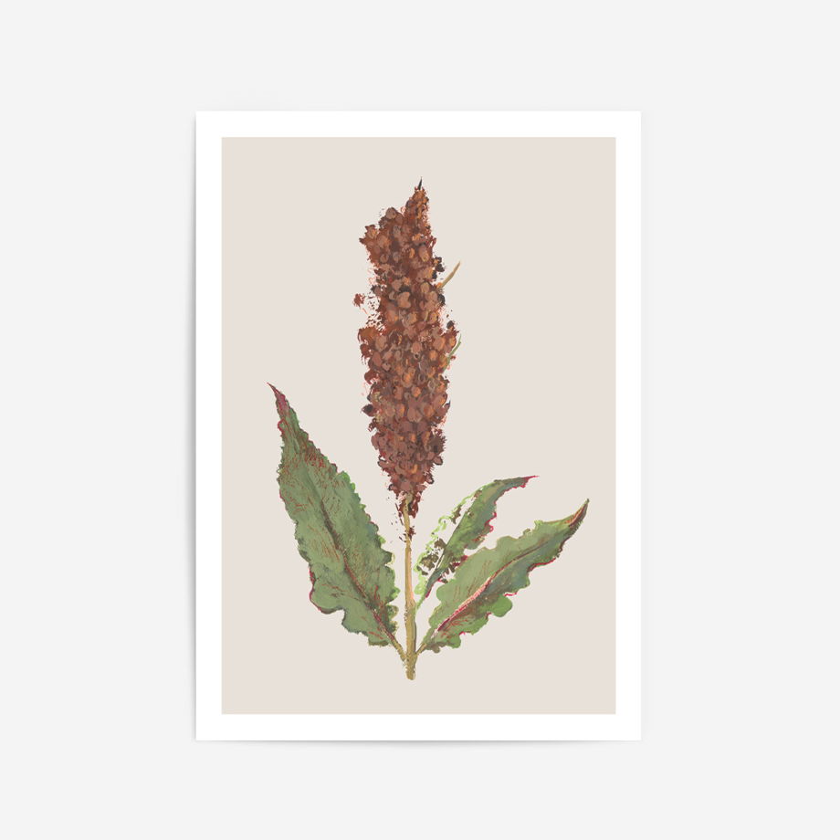 Постер с ботанической иллюстрацией "Конский щавель", 50х70 см