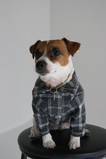 Рубашка "Джерси Black" для собак