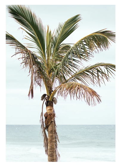 Открытка интерьерный постер "Пальма"