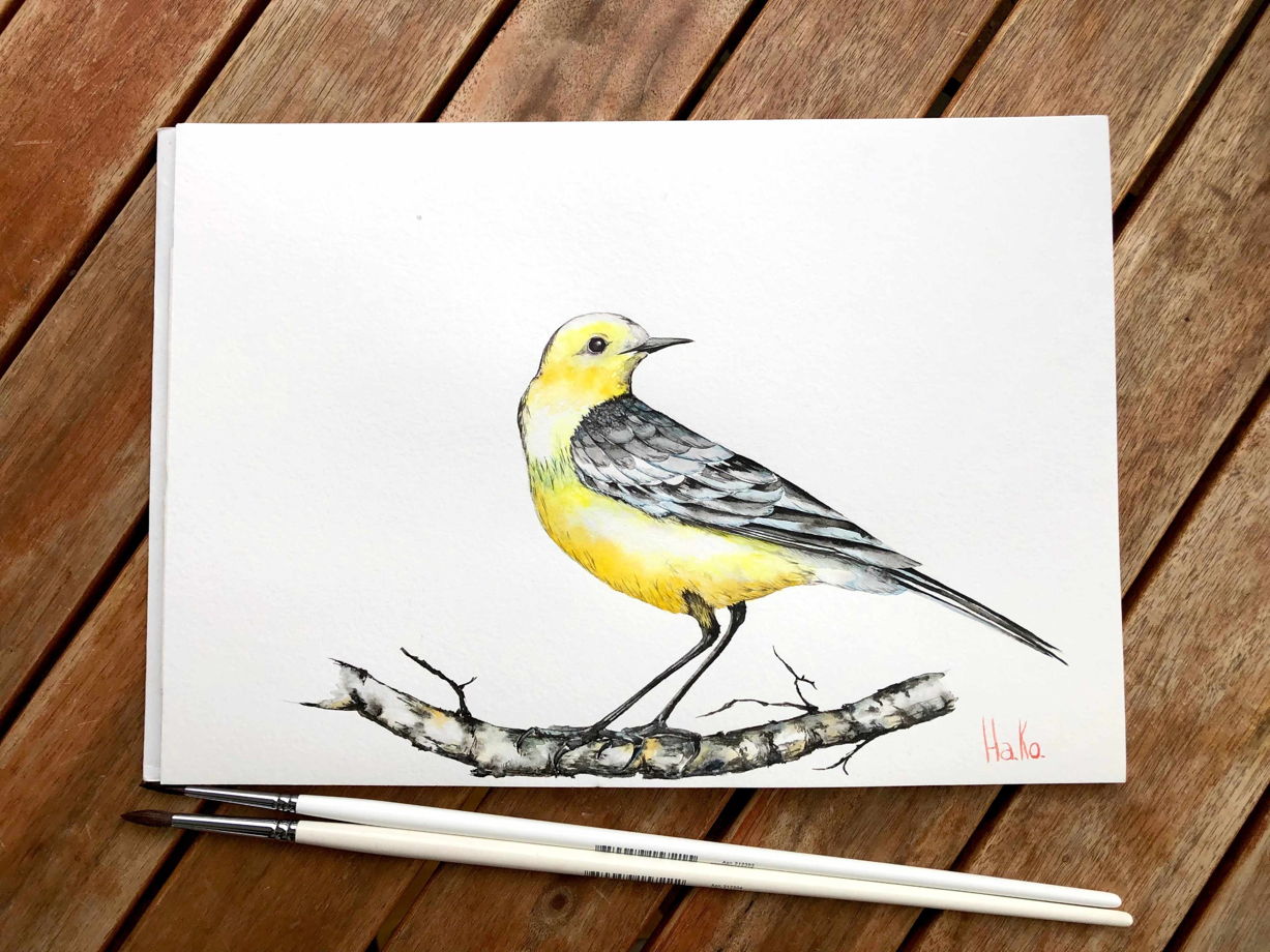 Лесная птичка желтоголовая трясогузка на березовой ветке. Акварельная иллюстрация. Формат А4.