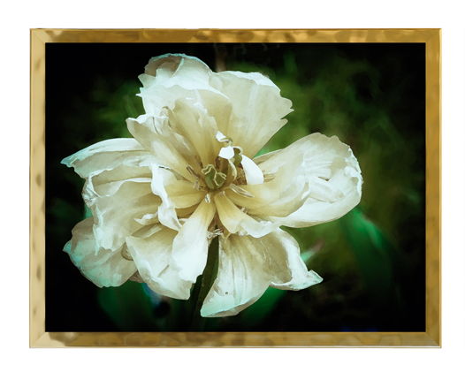 Авторская фотография "Ликованье лета. Белый тюльпан" Багет натуральный с покрытием под золото.