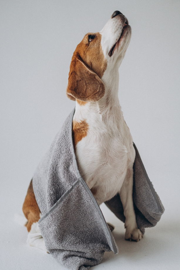 Полотенце для собак с практичными карманами Bushy Alma