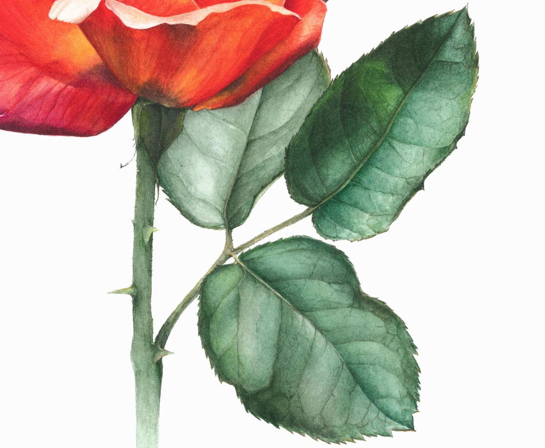 Ботаническая иллюстрация · Роза · жикле · 31х41см