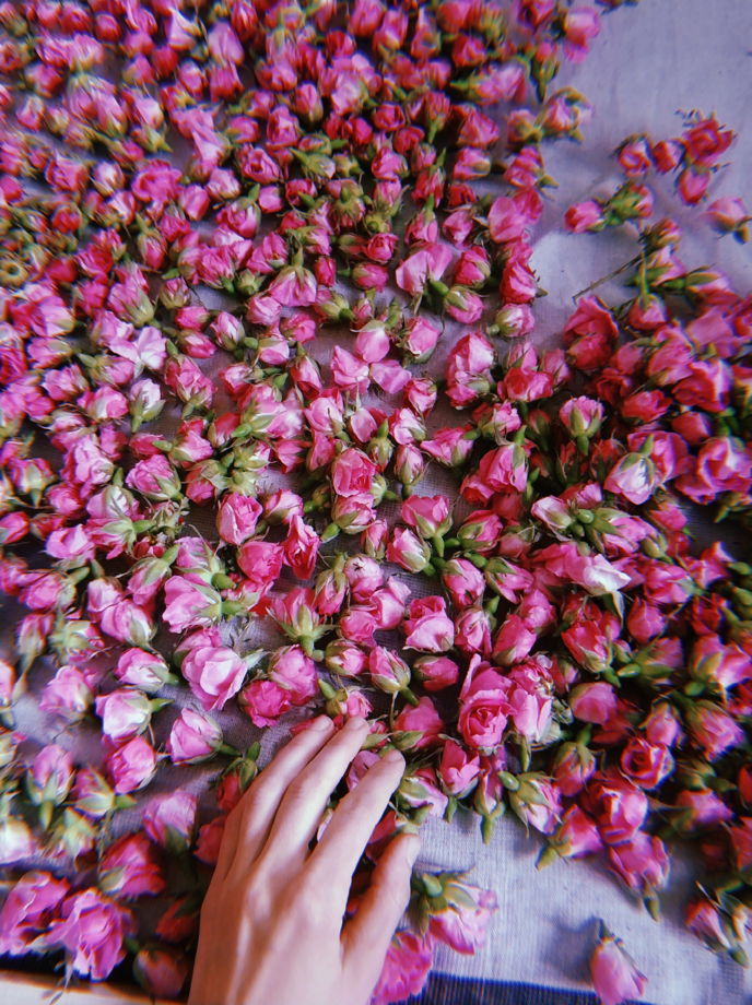Гидролат крымской розы (50мл или 100 мл)
