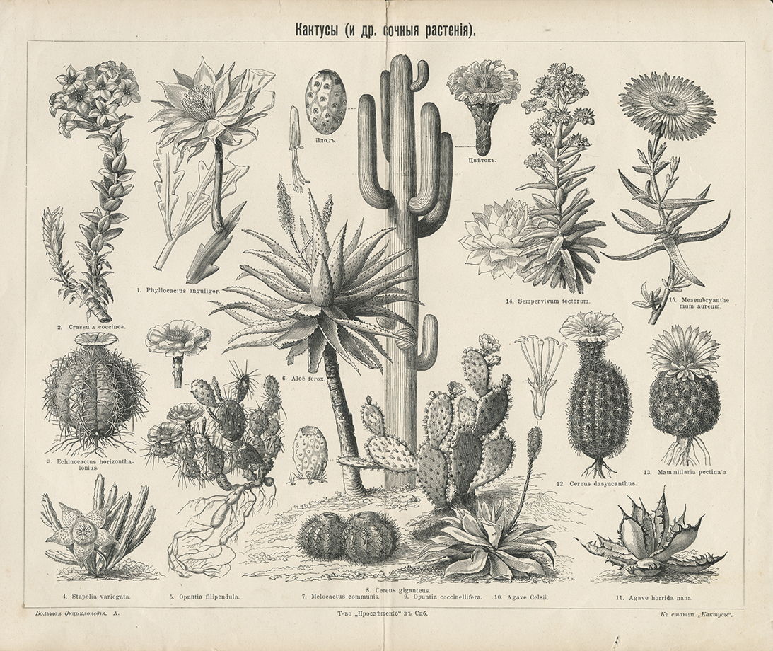 Литография, кактусы (копия, начало ХХ века)