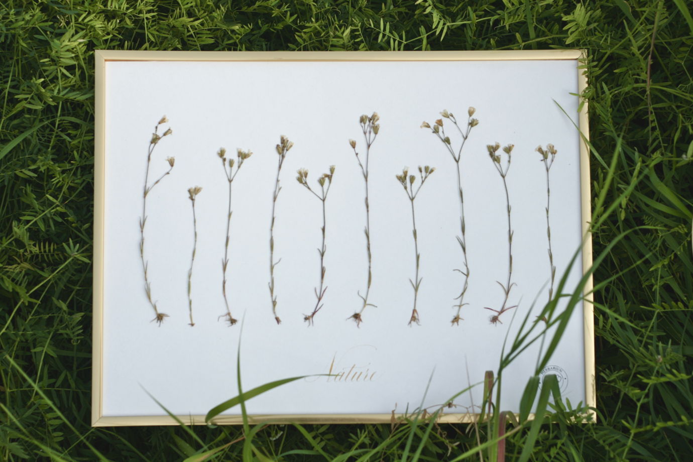 Декоративное панно с полевыми травами для дома