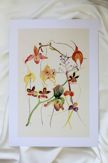 Плакат "Орхидеи (1)", А3
