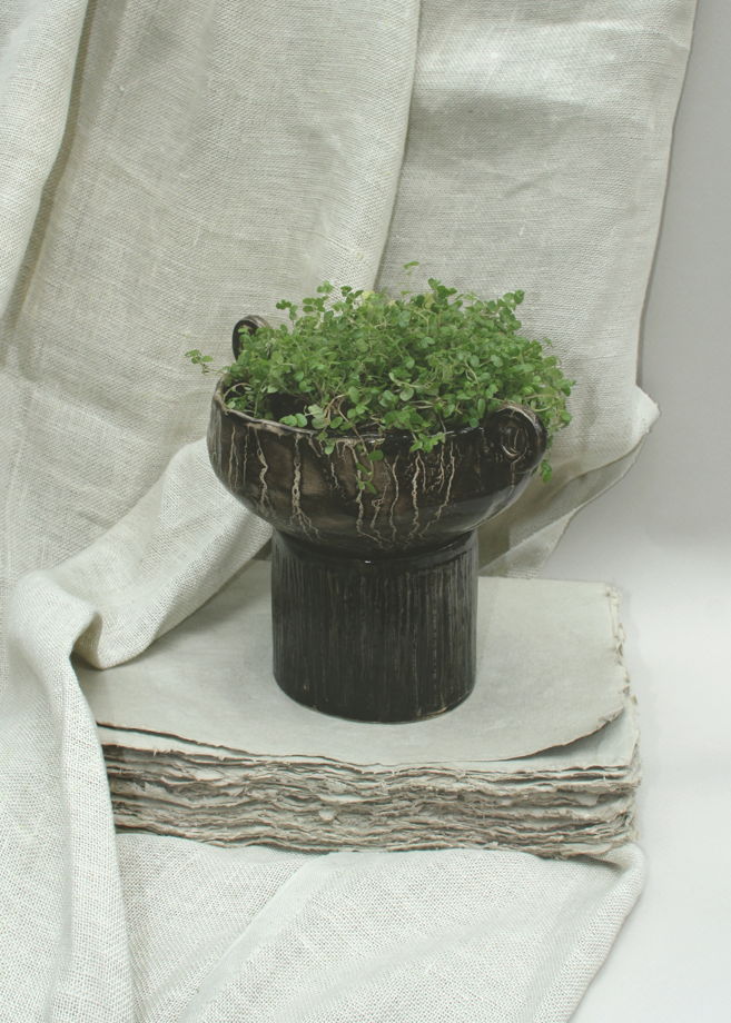 Комнатные растения: Солейролия в керамическом горшке с поддоном