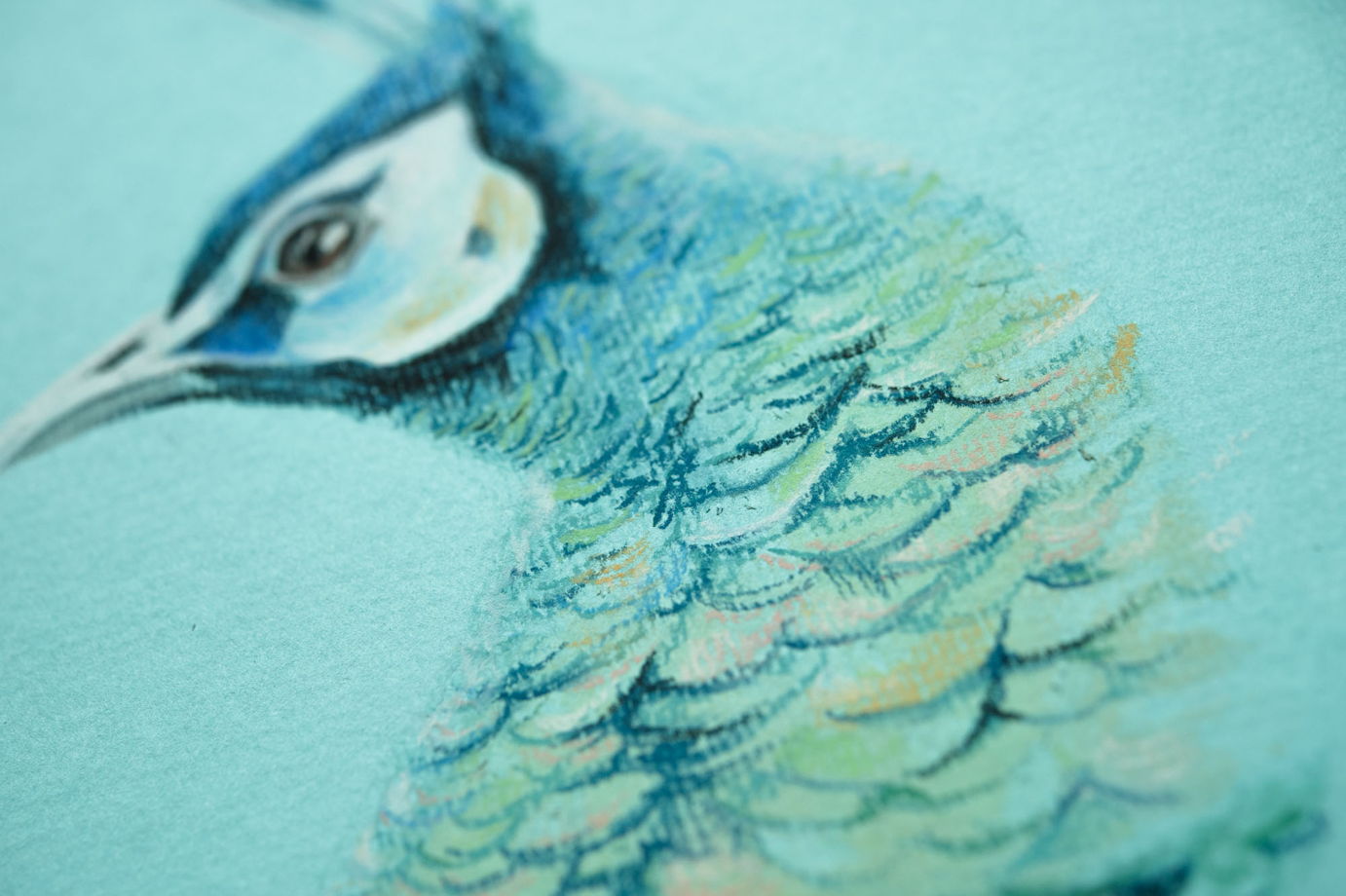 Картина птицы пастелью на бирюзовом фоне