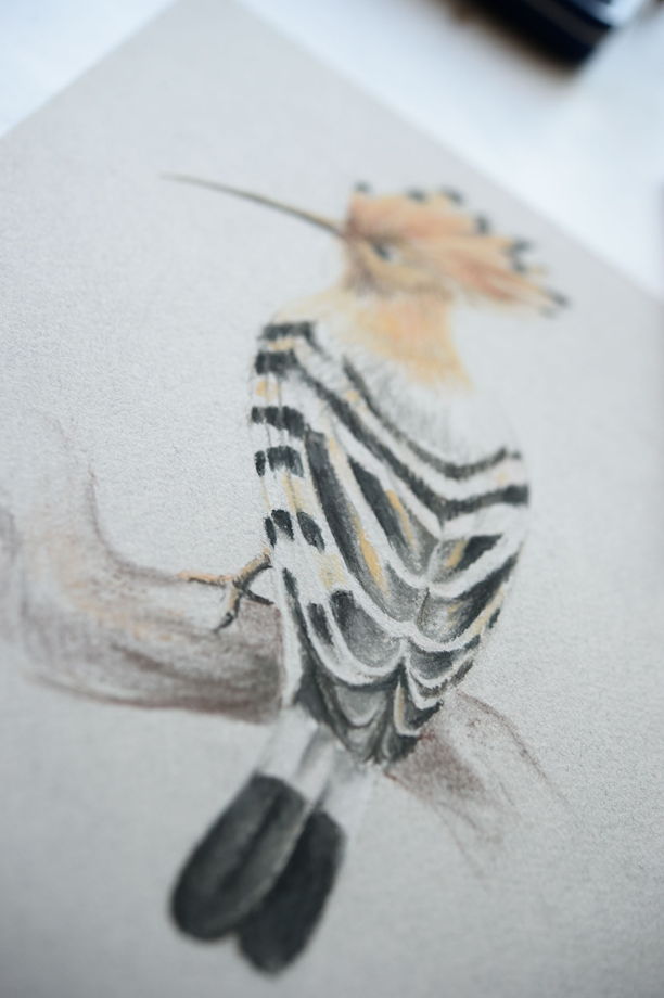 Рисунок пастелью "Удод" птица на сером фоне в интерьер