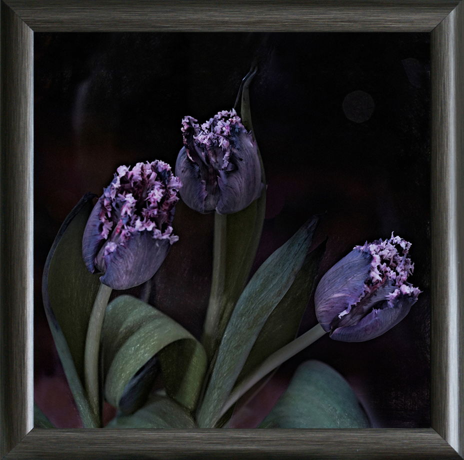Авторская фотография "Тюльпаны в вечернем окне" в багетной раме 30х30 см