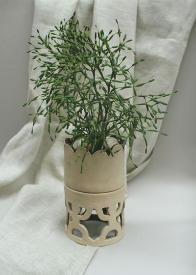 Комнатные растения: Хатиора в керамическом горшке с поддоном