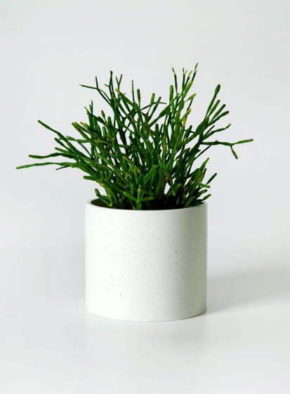 Кашпо бетонное для декоративно-лиственных растений