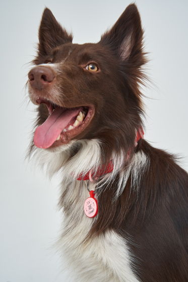 Адресник IN GOOD COMPANY для собак c QR кодом и бесплатным приложением PetComeBack, в цвете "Настоящий красный"