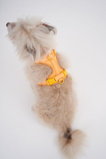 Воздушная шлейка для собак средних пород в цвете "Спелое манго", размер М