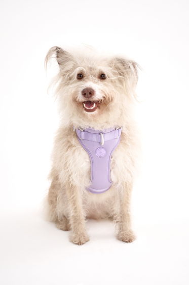 Воздушная шлейка для собак средних пород в цвете "Фиолетово", размер М