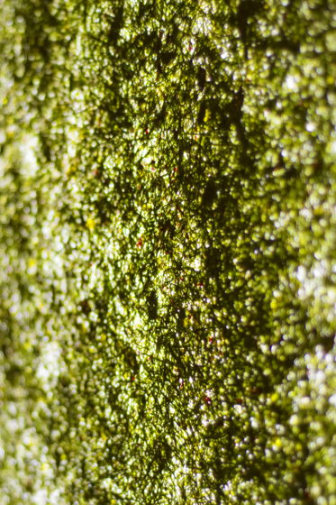 VIAPLANT Columna Mini Poa - декоративная настольная лампа из скошенной травы