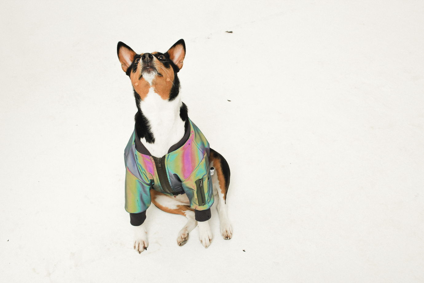 Куртка Бомбер для собак светоотражающий