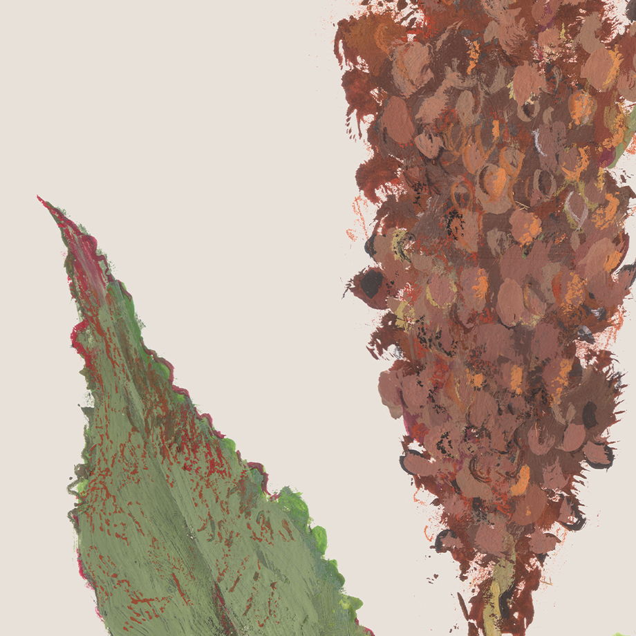 Постер с ботанической иллюстрацией "Конский щавель", 50х70 см