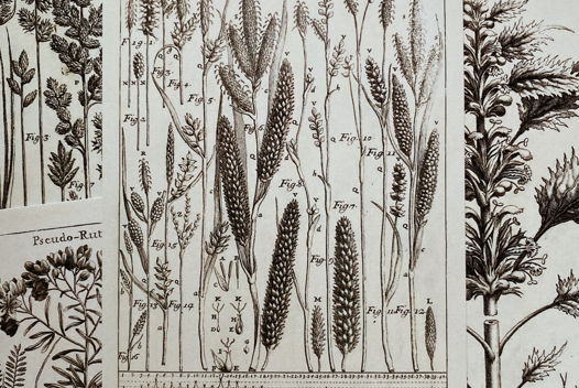 "Осока богемская", почтовая открытка с винтажной иллюстрацией, 10х15см