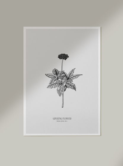 Ботанический постер GINSENG FLOWER. Botany series. No.1