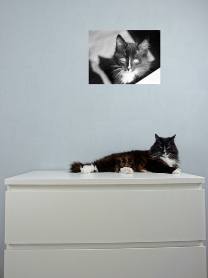 Авторский фотопостер 30*40 см, интерьерный черно-белый постер "Важный котенок"