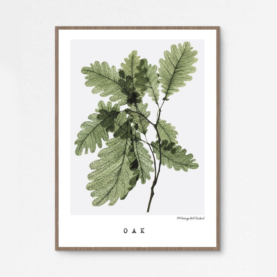 Набор печатных постеров "Прозрачные растения", 21х30см