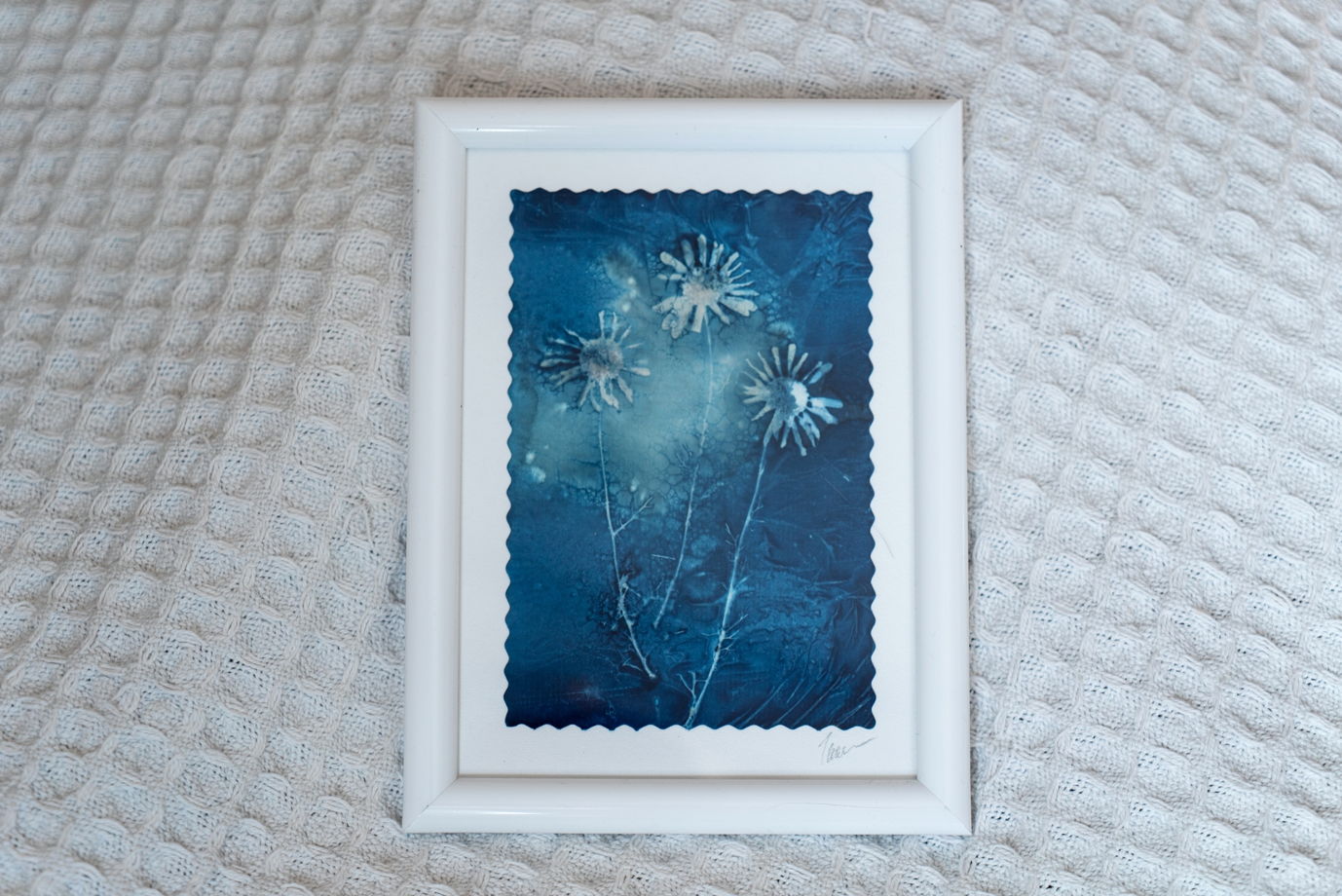 Фотограмма "Маленькие ромашки" в технике   wet cyanotype